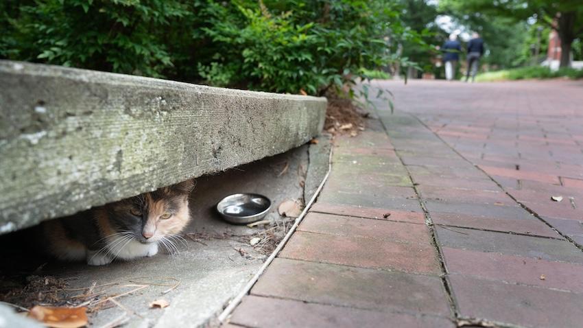Computer Science Capstone Students Create "Purrfect" App to Help Care for Campus Kitties